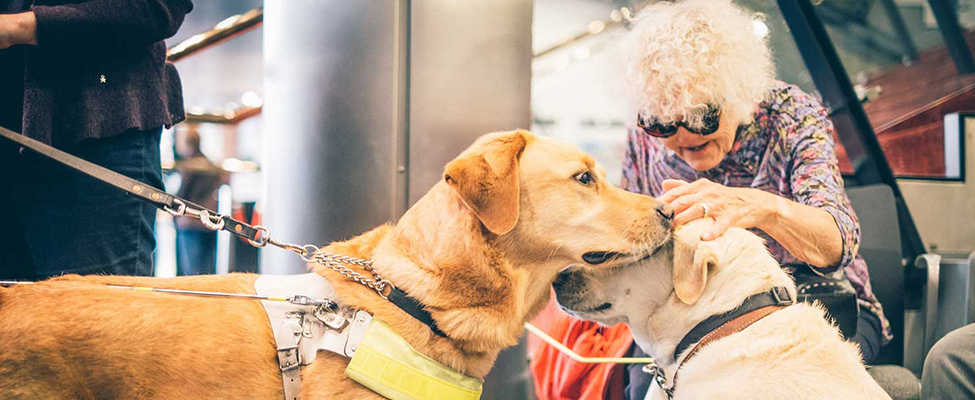Access - dogs and wheelchair